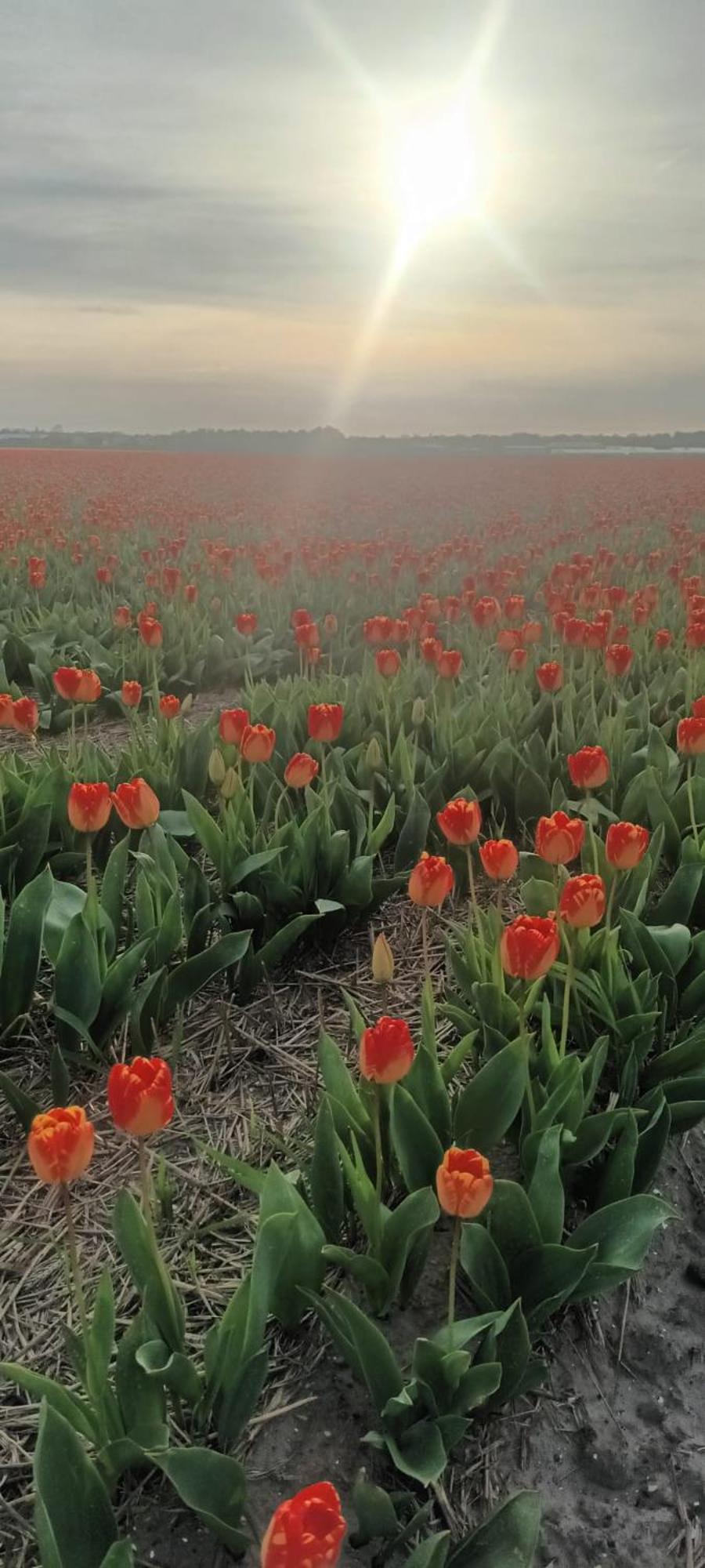 Ons Huisje Achter Noordwijkerhout Exteriör bild